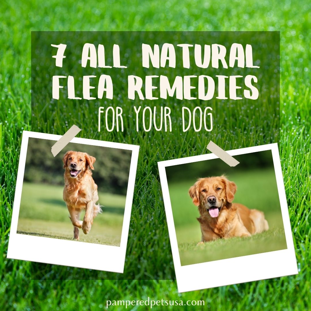 natural flea remedies for your dog