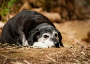 aging dog laying down