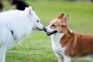 introducing a new dog