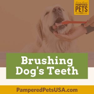 Brushing Dog's Teeth