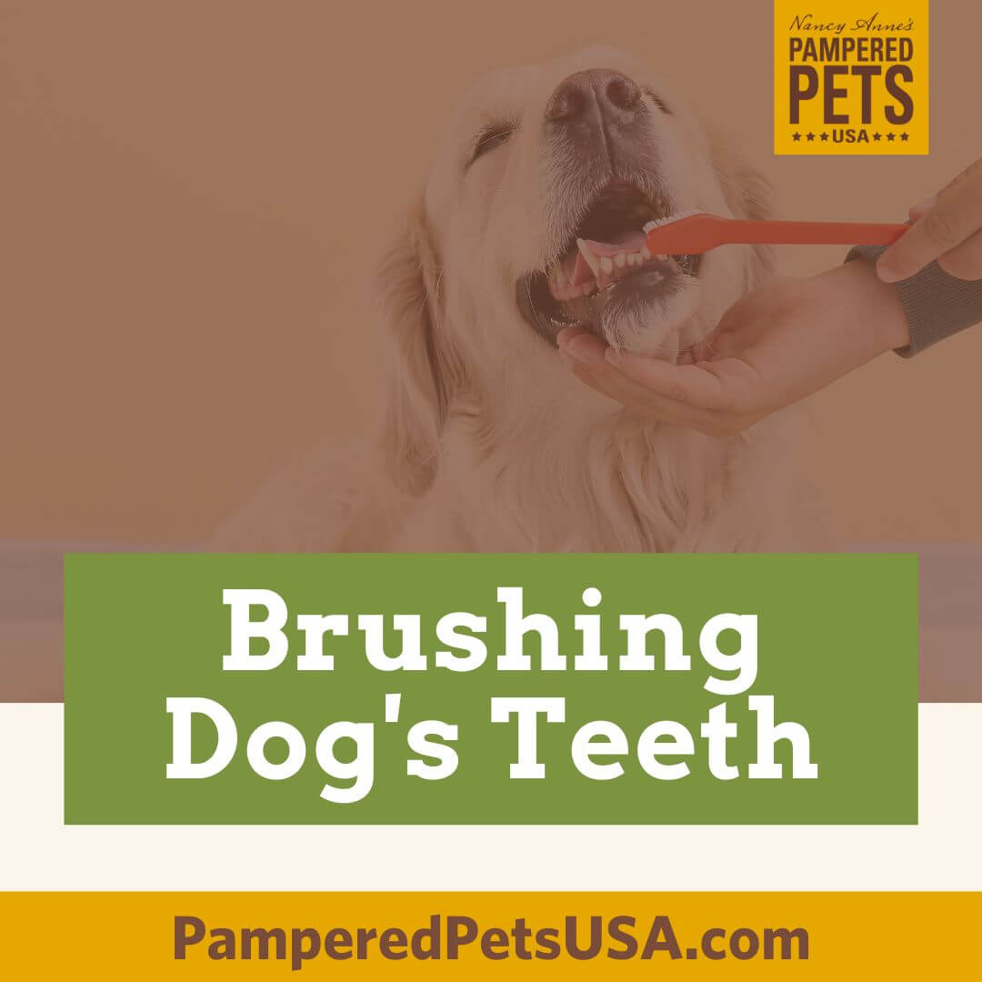 Brushing Dog's Teeth